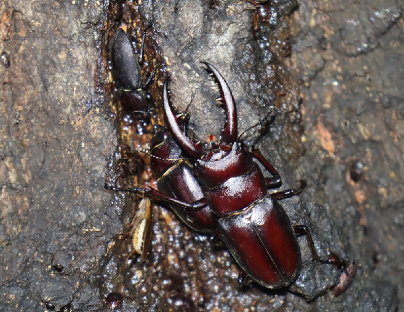 ノコギリクワガタのペア、コクワガタ♀（アングル2）_No．7のクヌギ_クワガタ達のオアシス _2023年6月9日20時55分気温20.4度